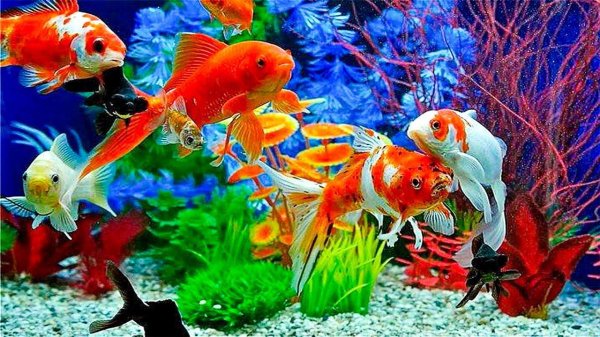 аквариумная рыбка