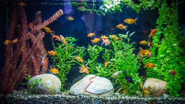 оформление аквариума