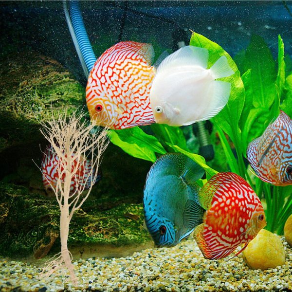 аквариумные дискусы