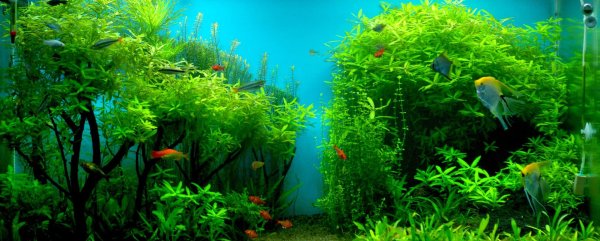 aquarium plant