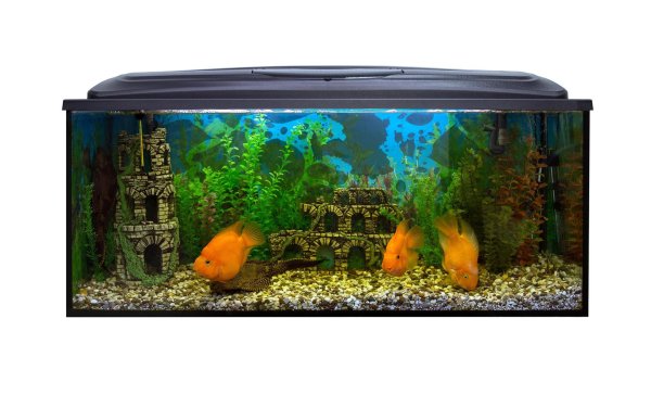 красивые аквариумы