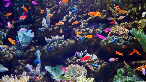 морское дно