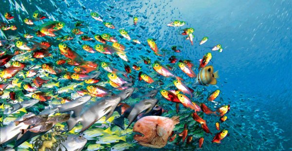 много рыб