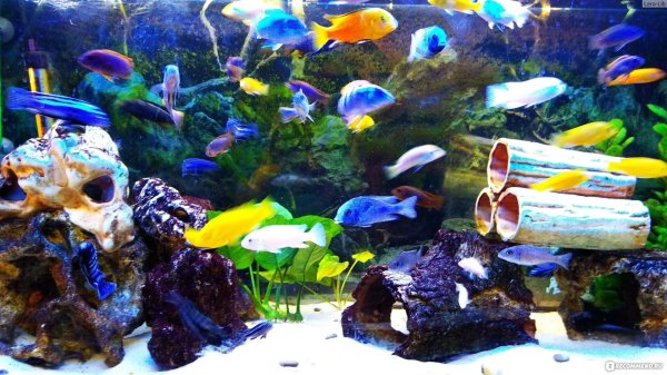 цихлидник малави