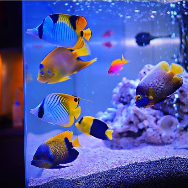 дискусы аквариумные рыбки