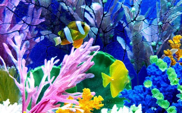 живые рыбки