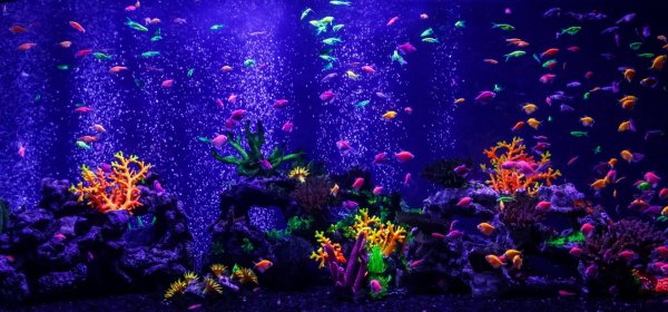 флуоресцентные рыбки glofish
