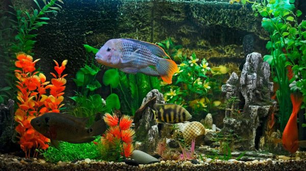 цихлида акара бирюзовая