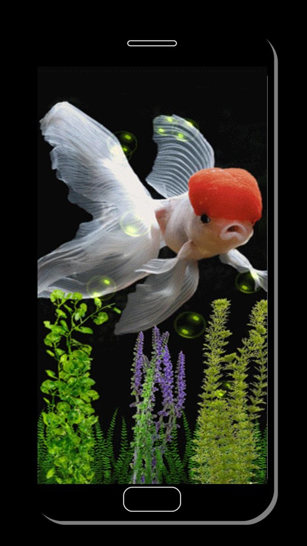 оранда вуалехвост