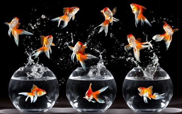 золотой рыбки