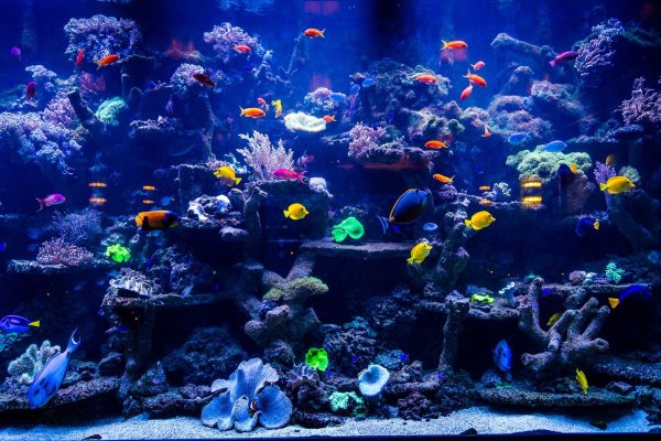 морские аквариумы