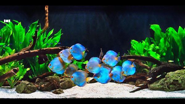 дискусы голубые алмазы