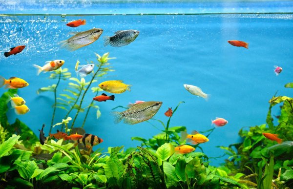 плавающие рыбки