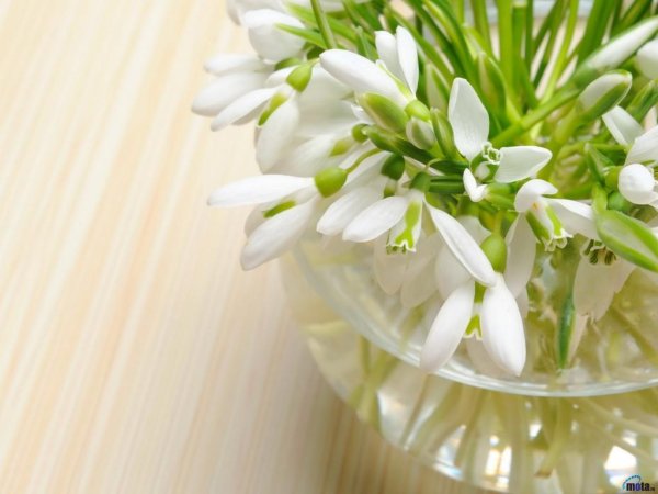 цветок подснежник