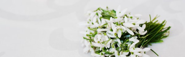 подснежник белый