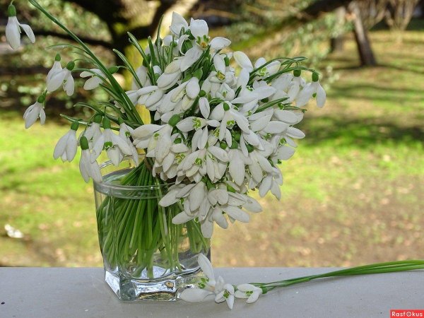 цветок подснежник