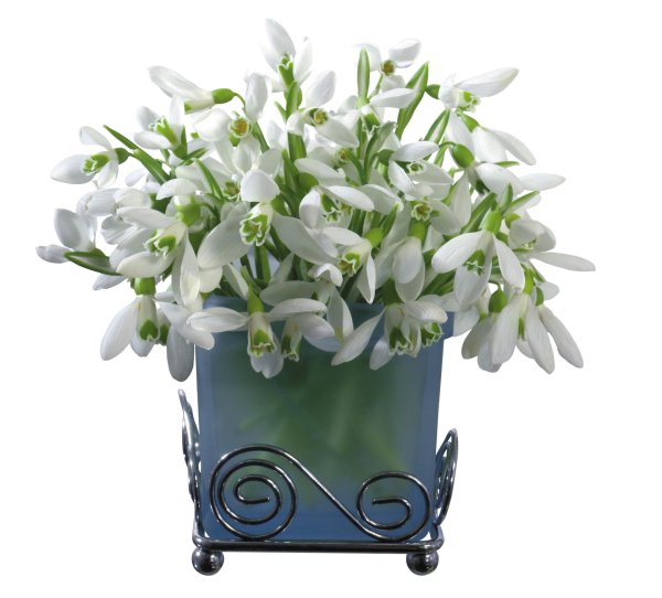 цветок подснежник