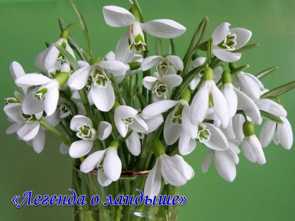 цветок подснежник