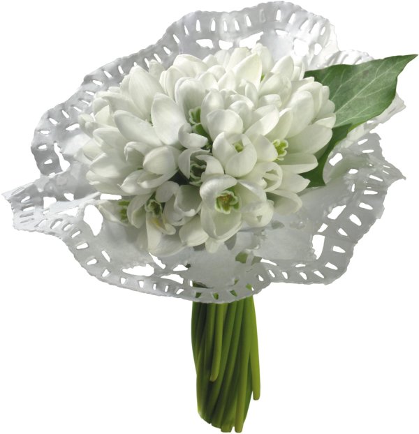 белый подснежник