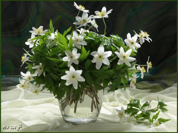 ветреница дубравная подснежник