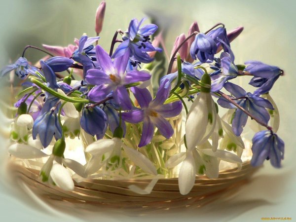 пролеска сибирская крокус