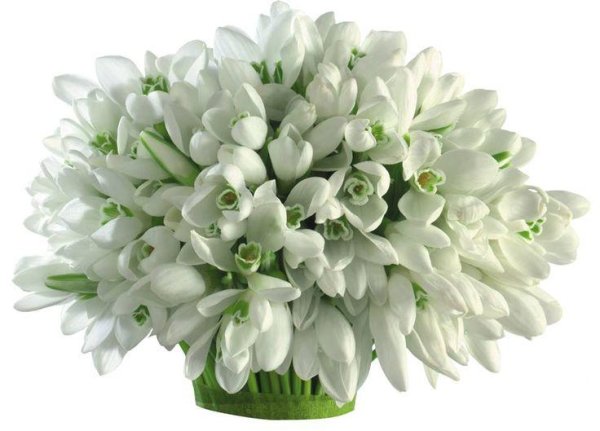 подснежник белый