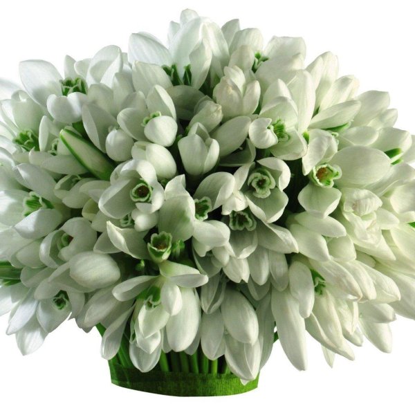 подснежник белый