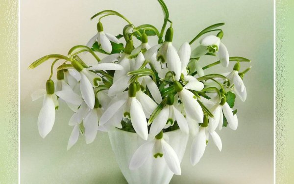 открытки с весенними цветами