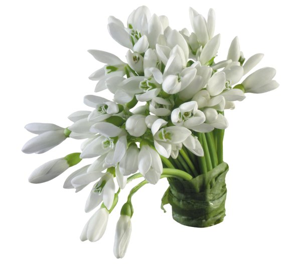 луковичные первоцветы