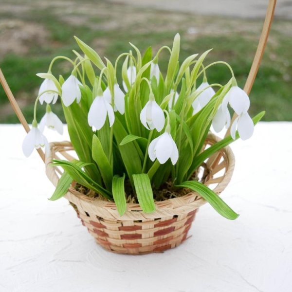 корзина с подснежниками