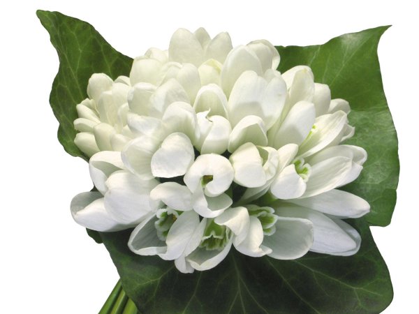 белые цветки