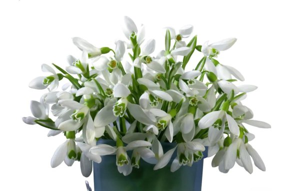 цветок подснежник