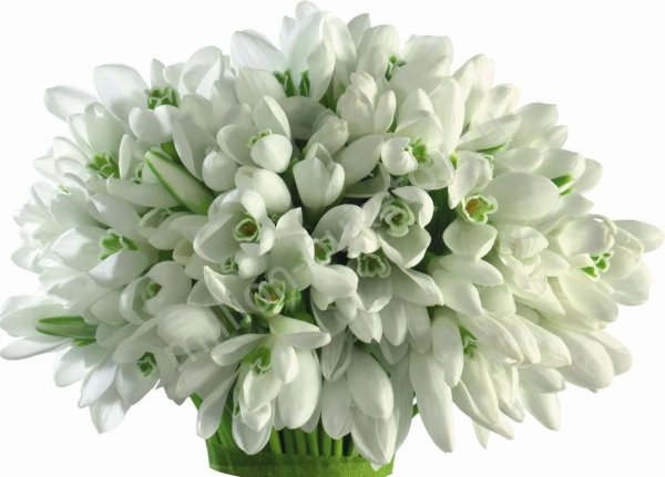 подснежник белый