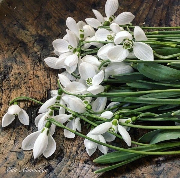 цветок подснежник