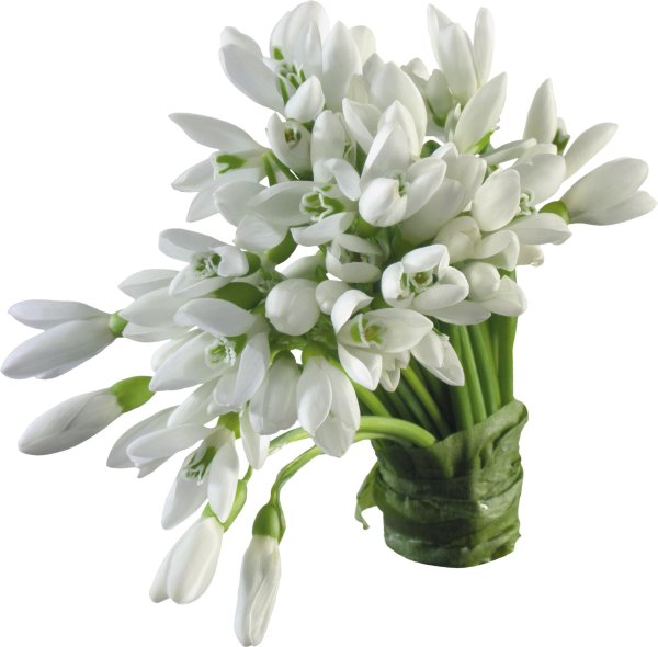 цветок подснежник