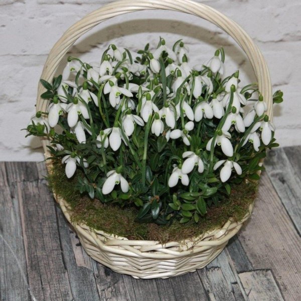 первоцветы галантусы