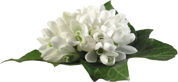 цветок белый