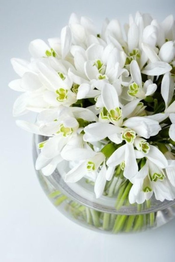 белые подснежники