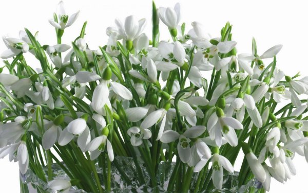 первоцветы галантусы