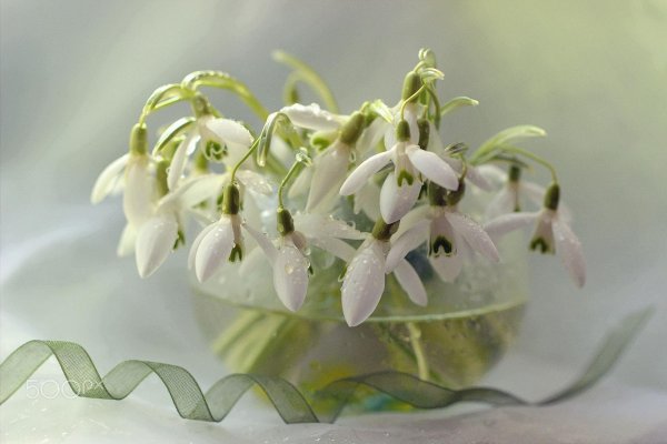 подснежники пинтерест