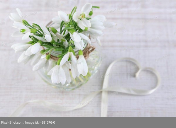 красивые подснежники