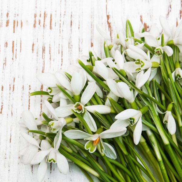 цветок подснежник