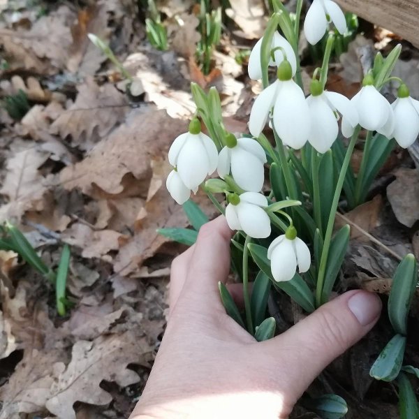 подснежник галантус