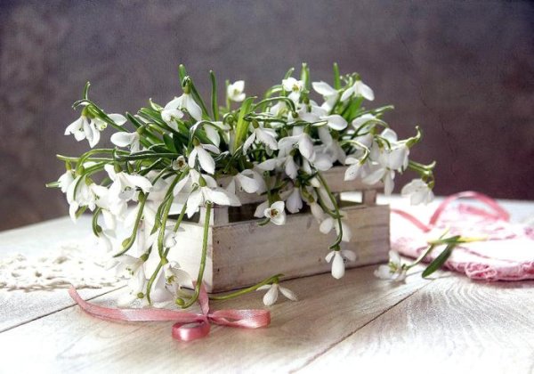 подснежник белый