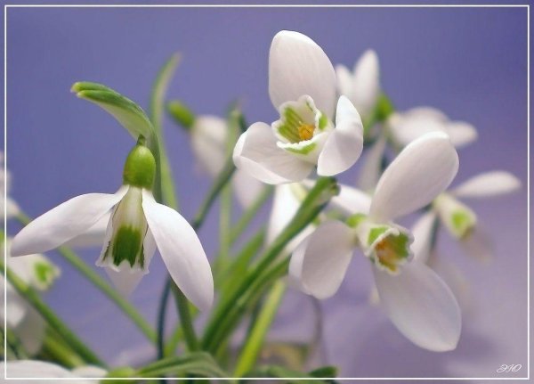 весна подснежник