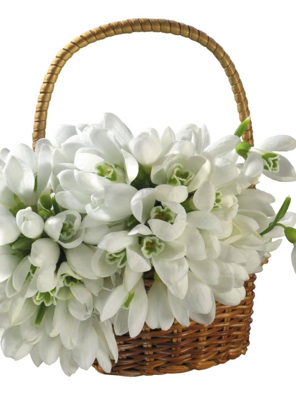 корзина подснежников