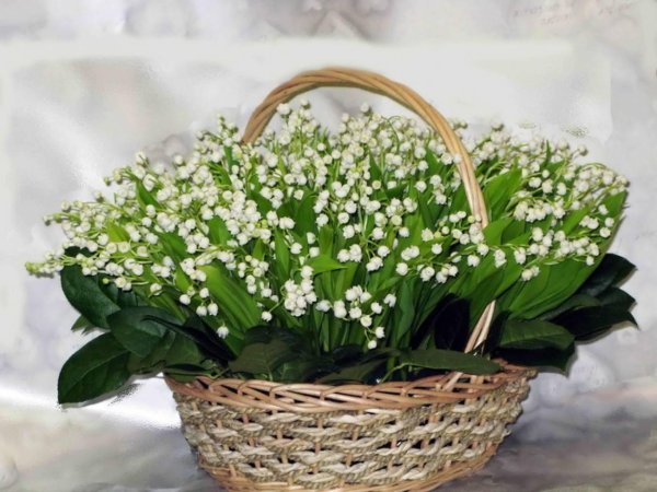 ландыши первоцветы