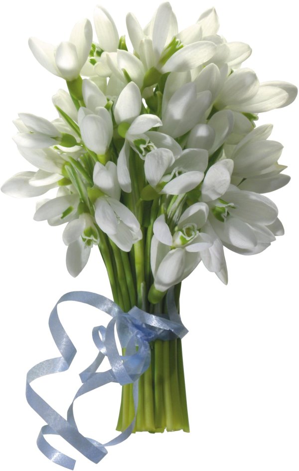 подснежники на белом фоне