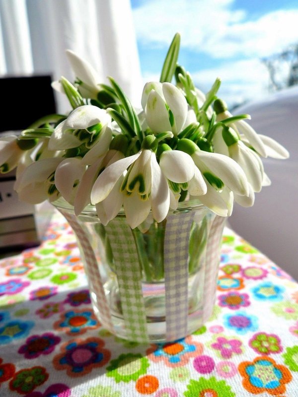 цветок подснежник