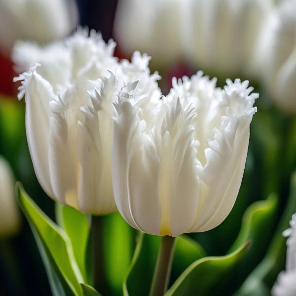 тюльпан бахромчатый дайтона